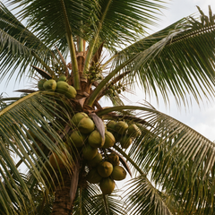 Kokosöl